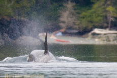 Orca Whale approaches sea kayak camp on Johnstone Strait.