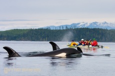 Orca Whales (killer whale) with kayakers rafted up on Johnstone Strait.