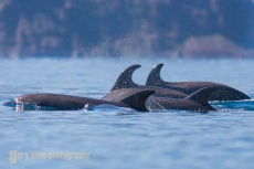Bottlenose Dolphin, Baja, Sea of Cortez, MX