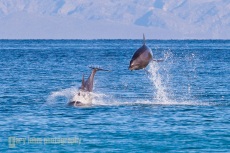 Common Dolphin, Baja, MX
