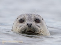 Harbor Seal, Washington State.