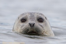 Harbor Seal, Washington State.