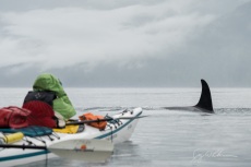 Orca and sea kayaker in misty Johnstone Strait