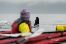 Plunging male Orca and sea kayaker in misty Johnstone Strait
