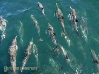 Common Dolphin gather at bow of Ursa Major, Sea oF Cortez, Baja, Mexico.