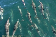 Common Dolphin gather at bow of Ursa Major, Sea oF Cortez, Baja, Mexico.