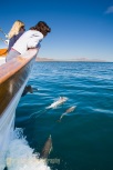 Common Dolphin off bow of yacht Ursa Major in Sea of Cortez, MX.