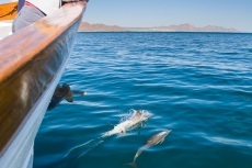 Common Dolphin off bow of yacht Ursa Major in Sea of Cortez, MX.