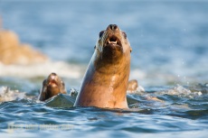 Agressive Steller Sea Lions in Southeast Alaska.