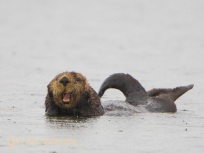 Sea otter near Chichagof Island, Alaska.