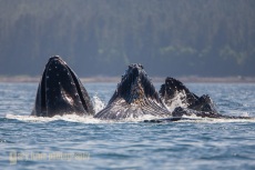 Humpback whale, bubblenet feeding, Frederick Sound, Alaska