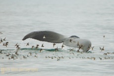 A flock of Red- necked Phalarope feed from water sturred by a Humpback Whale. Frederick Sound, SE Alaska.