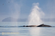Whale breath, Humpback Whales, Icy Strait, Alaska.
