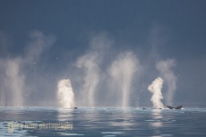 Whale breath, Humpback Whales, Icy Strait, SE Alaska.