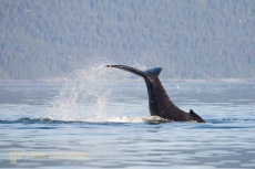 Humpback whale calf exuberant tail slap, Icy Strait, SE Alaska, USA.