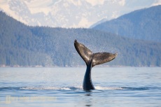Humpback Whale calf playfully flips its tail. Icy Strait, SE Alaska.