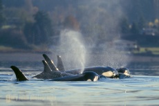 Orca, L-pod, in Dyes Inlet in 1997