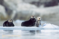 Sea otters on ice berg, Prince William Sound, Alaska.