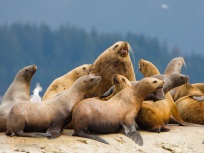 Stellar sea lions, Glacier Bay, AK