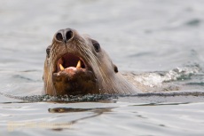 Stellar sea lion, Sikta, Alaska.