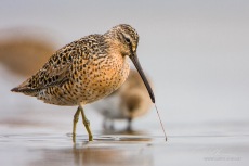 Short-billed Dowitcher Pulls a Worm