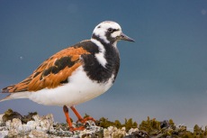 Ruddy Turnstone, Breeding Plumage