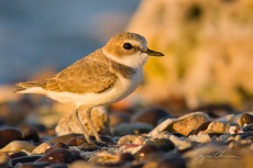 Snowy Plover, Baja
