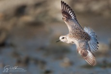Black-bellied Plover,  Elkhorn Slough.