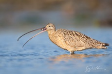 Long-billed Curlew Foraging
