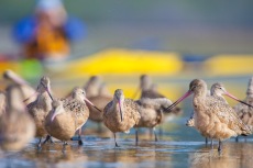 Marbled Godwit, Winter Birding by Kayak