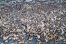 Dunlin flock, Winter on the Samish Flats