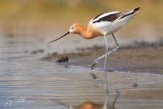 American Avoset, Breeding Plumage