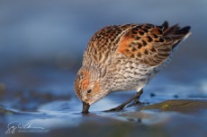 Western Sandpiper, Spring Migration