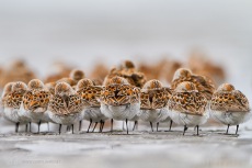 Western Sandpipers Rest at Bottle Beach