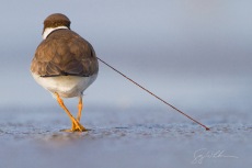 Semi-palmated Plover Tug of War