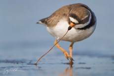 Semi-palmated Plover Tug of War II