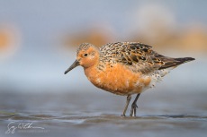 Red Knot