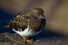 Black Turnstone