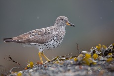 Surfbird, Spring Migration