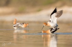 American Avocets