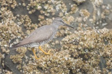 Wandering Tattler