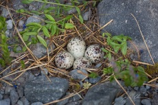 Spotted Sandpiper Nest