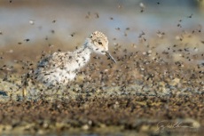 Black-necked Stilt Chick Bug Swarm