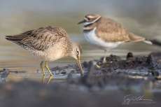 Long-billed Dowitcher and Killdeer