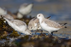 Sanderlings, Foraging in Winter