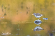 Spotted Sandpiper Reflection