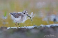 Spotted Sandpiper Chick Snares Dragonfly