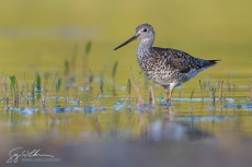 Greater Yellowlegs