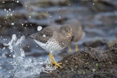 Surfbird, Basic Plumage