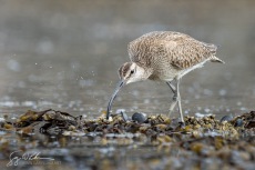 Whimbrel Foraging